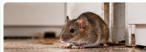 Pests & infestations
