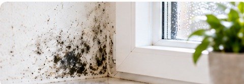 Damp & mould